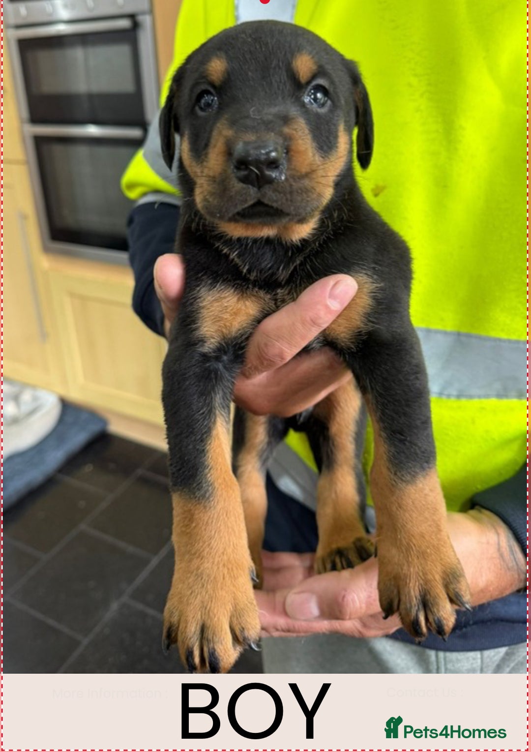Dobermann dogs for sale: Doberman puppies for sale boys & girls  - Image 3