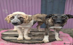 Mixed Breed dogs for adoption: Skye - In Ayr Looking for a home  - Image 9