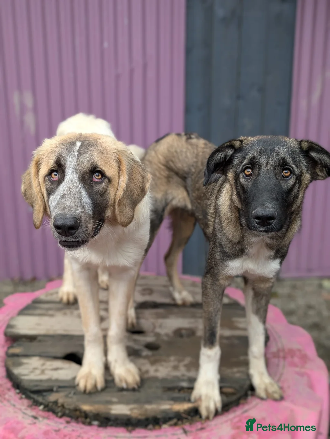 Mixed Breed dogs for adoption: Skye - In Ayr Looking for a home  - Advert 9