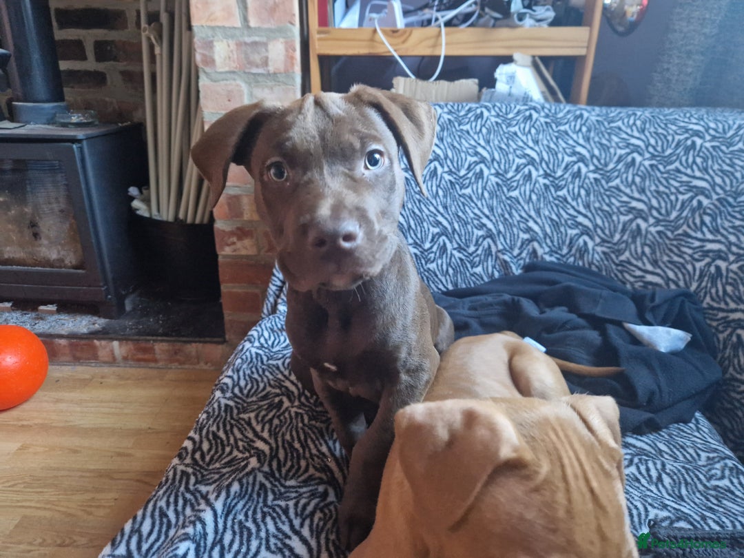 Mixed Breed dogs for sale: Doberman/labrador x american bulldog/english staff - Advert 21