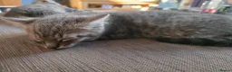 Mixed Breed cats for sale: 3 kittens for sale - Advert 4