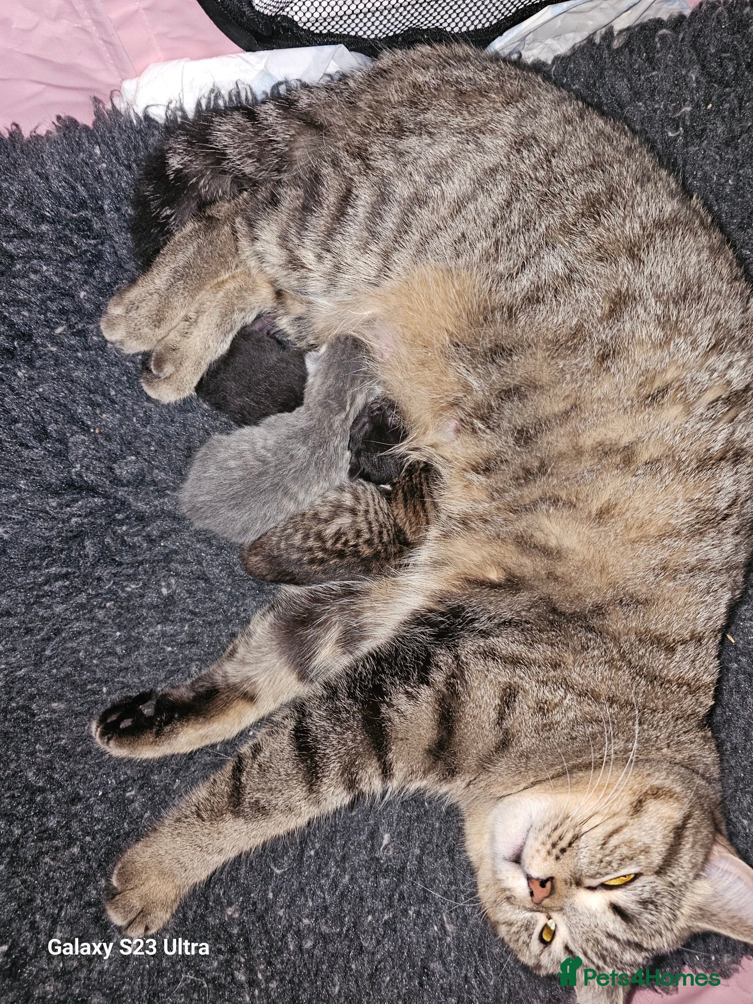 British Shorthair cats Stunning shorthairs  - Advert 4