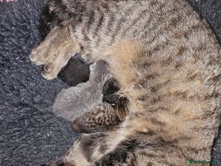 British Shorthair cats Stunning shorthairs - Advert 12