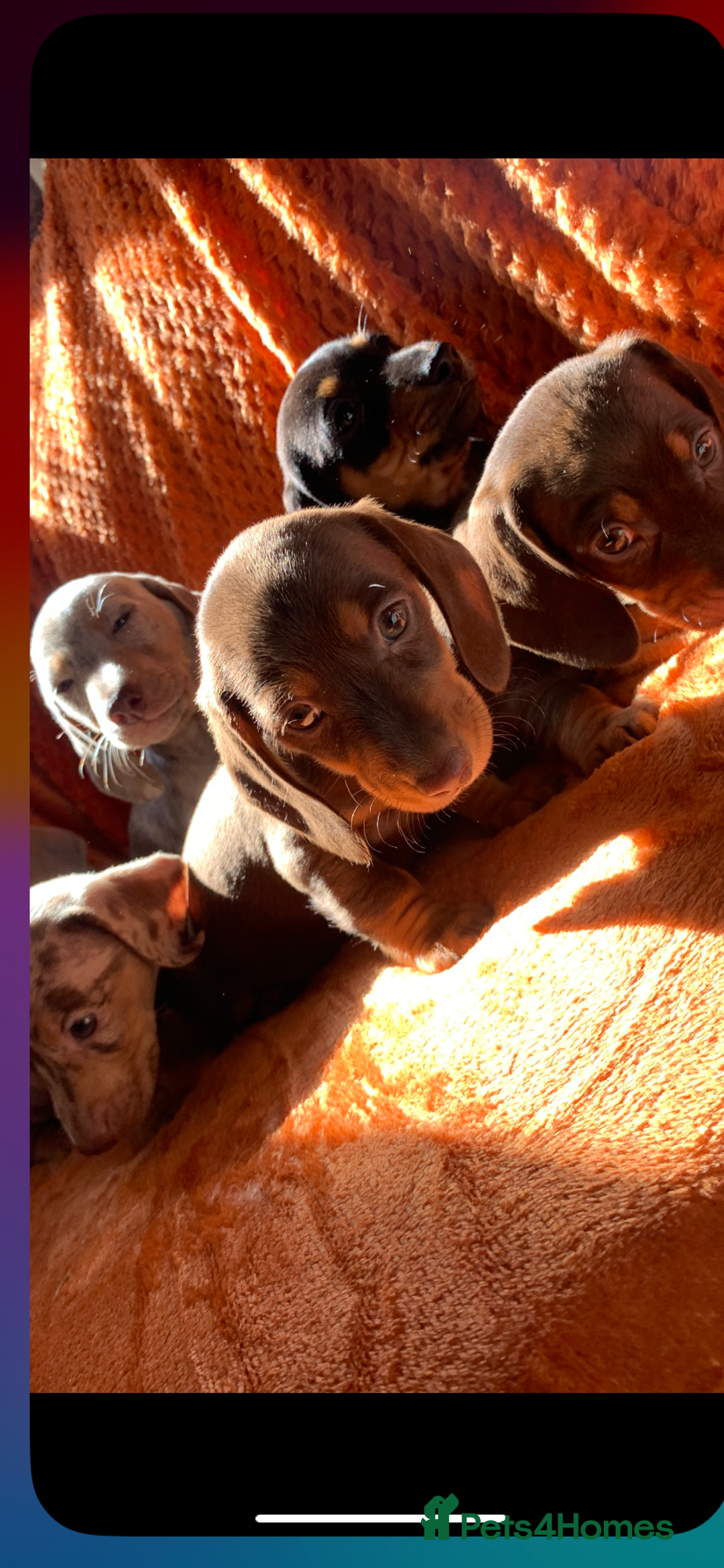 Miniature Dachshund dogs for sale: Minature daschund rainbow litter READY 19th SEPT - Image 16