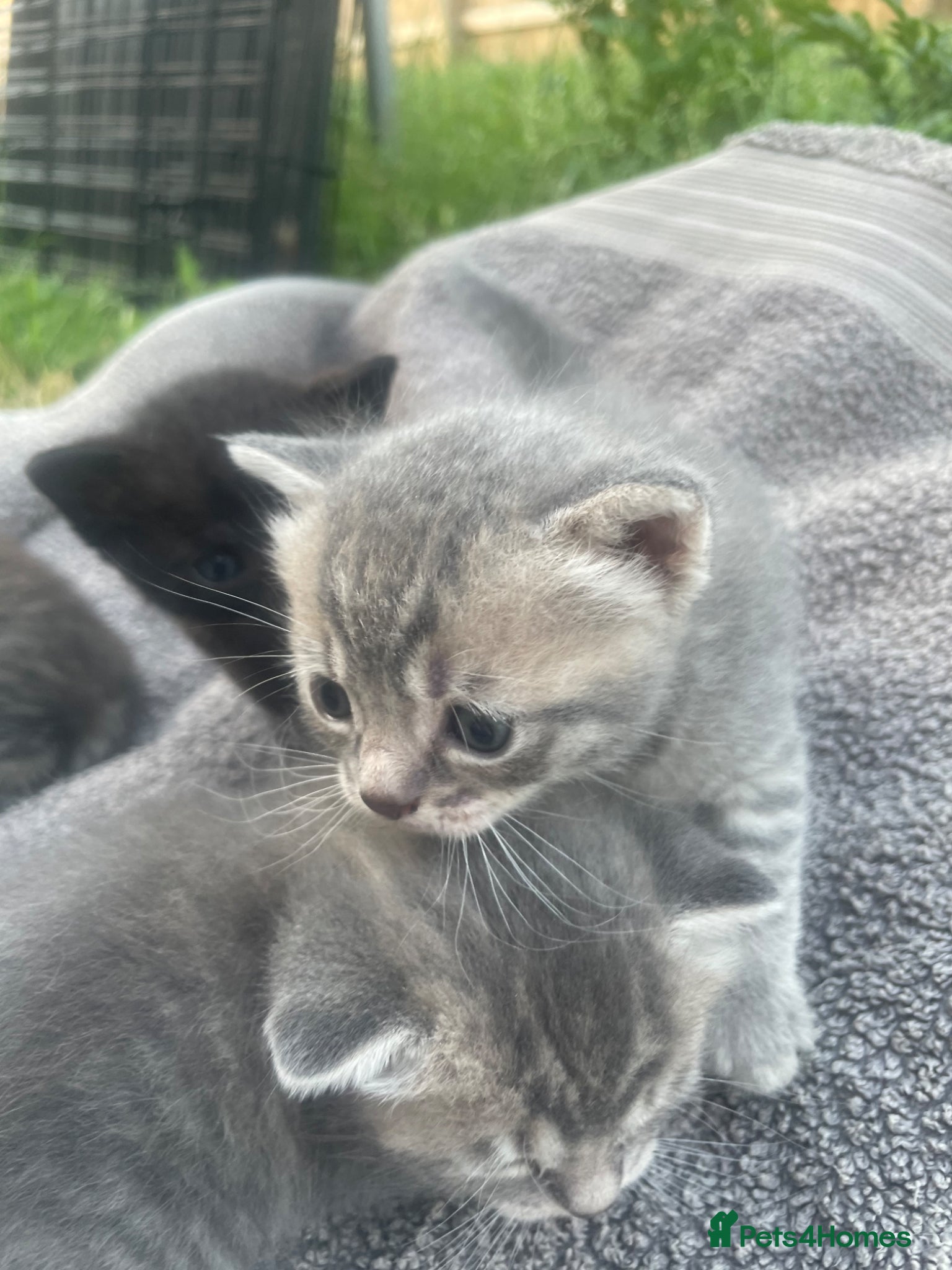 British Shorthair cats for sale: Gorgeous British Shorthair x Bengal kittens in Cheddar - Advert 8