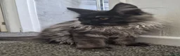 Maine Coon cats for sale: Stunning Female maine coon kitten  in Rotherham - Advert 7