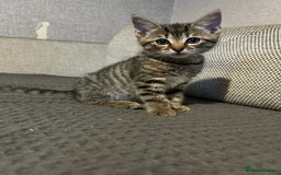 Mixed Breed cats for sale: Ragdoll x Bengal Kittens - Image 6