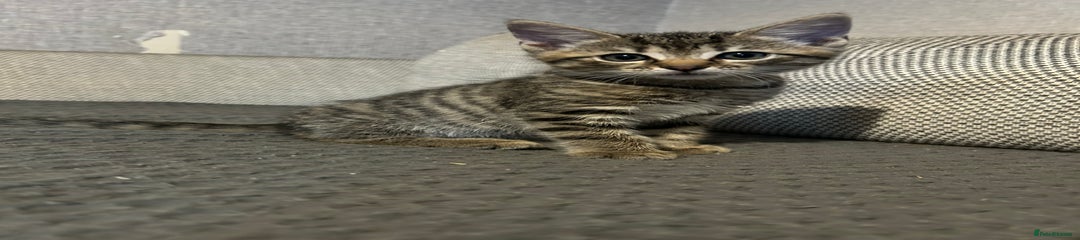 Ragdoll Kitten 4