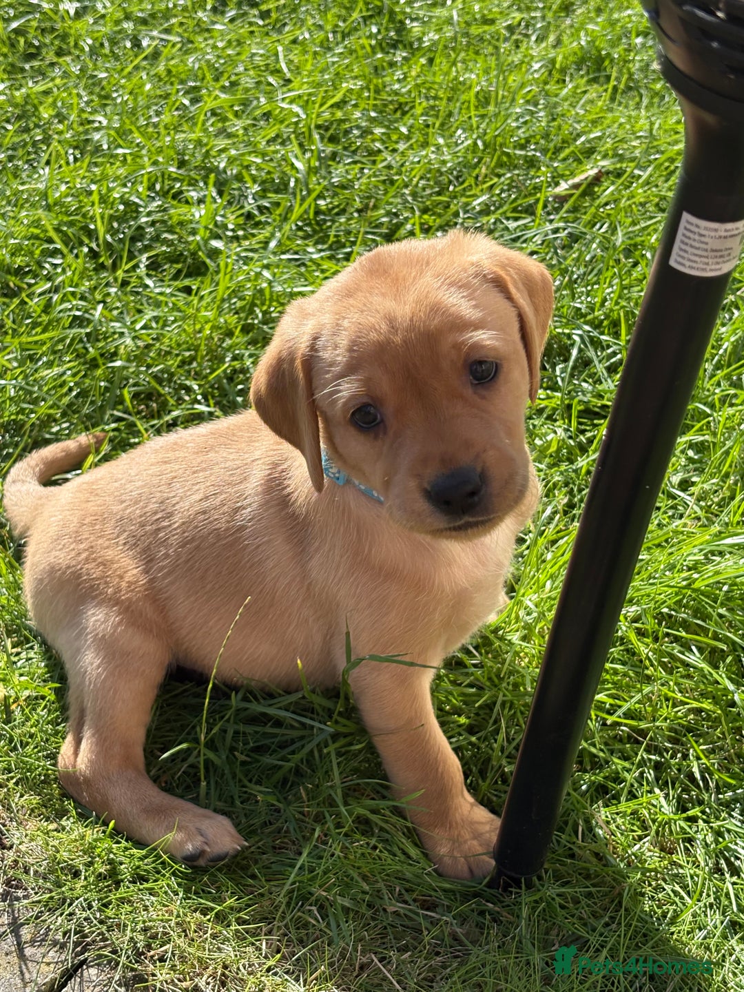 Labrador Retriever dogs for sale: KC reg labs- working bloodline  in Lanark - Image 4