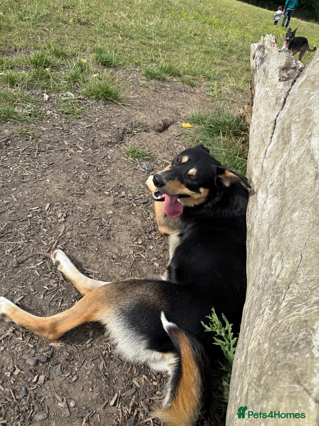 Mixed Breed dogs for sale: Our beautiful boy Koda💙 - Advert 6