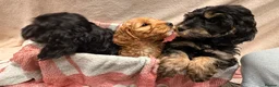 Cockapoo dogs for sale: 🐾 **Beautiful Miniature F1b Cockapoo Puppies **🐾 - Advert 7