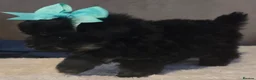 Pomapoo dogs for sale: Beautiful pomapoos - Advert 6