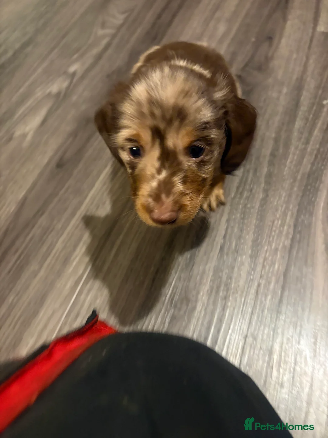 Dachshund dogs for sale: Long haired miniature  - Advert 23