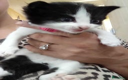 Mixed Breed cats for sale: Boy and girl kitten  - Image 2