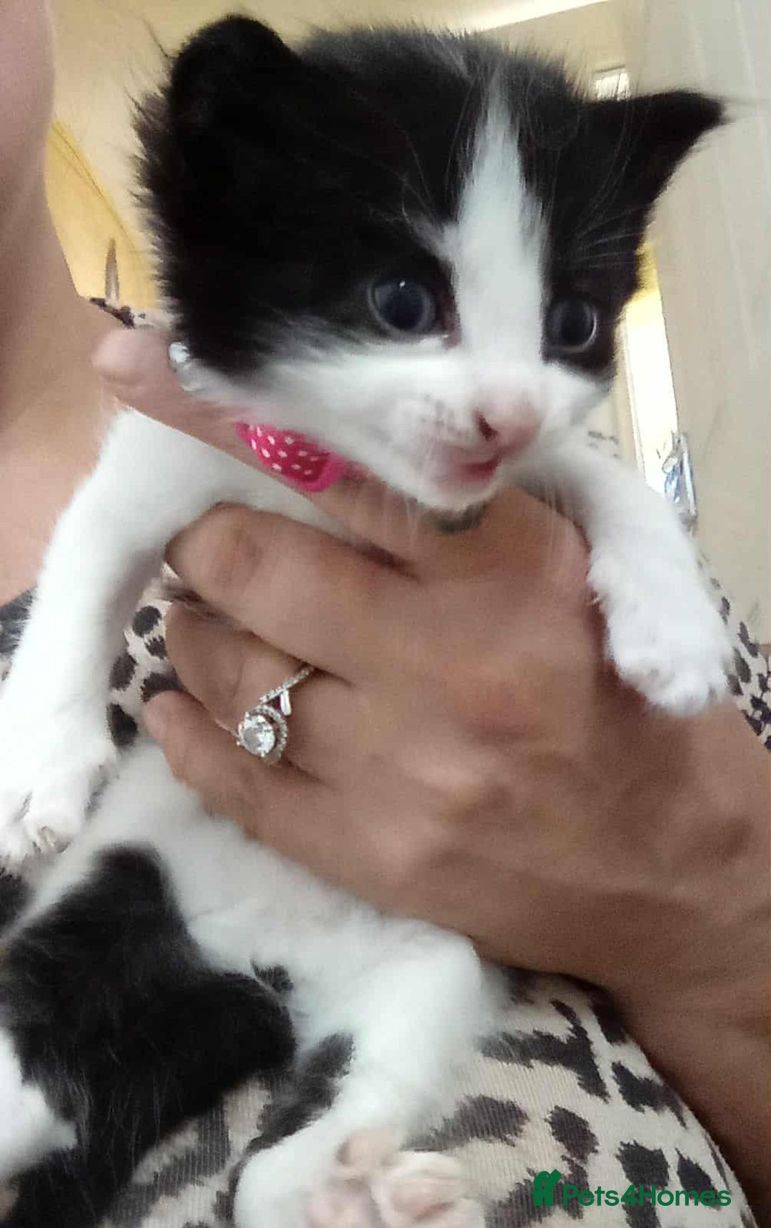 Mixed Breed cats for sale: Boy and girl kitten  - Image 2