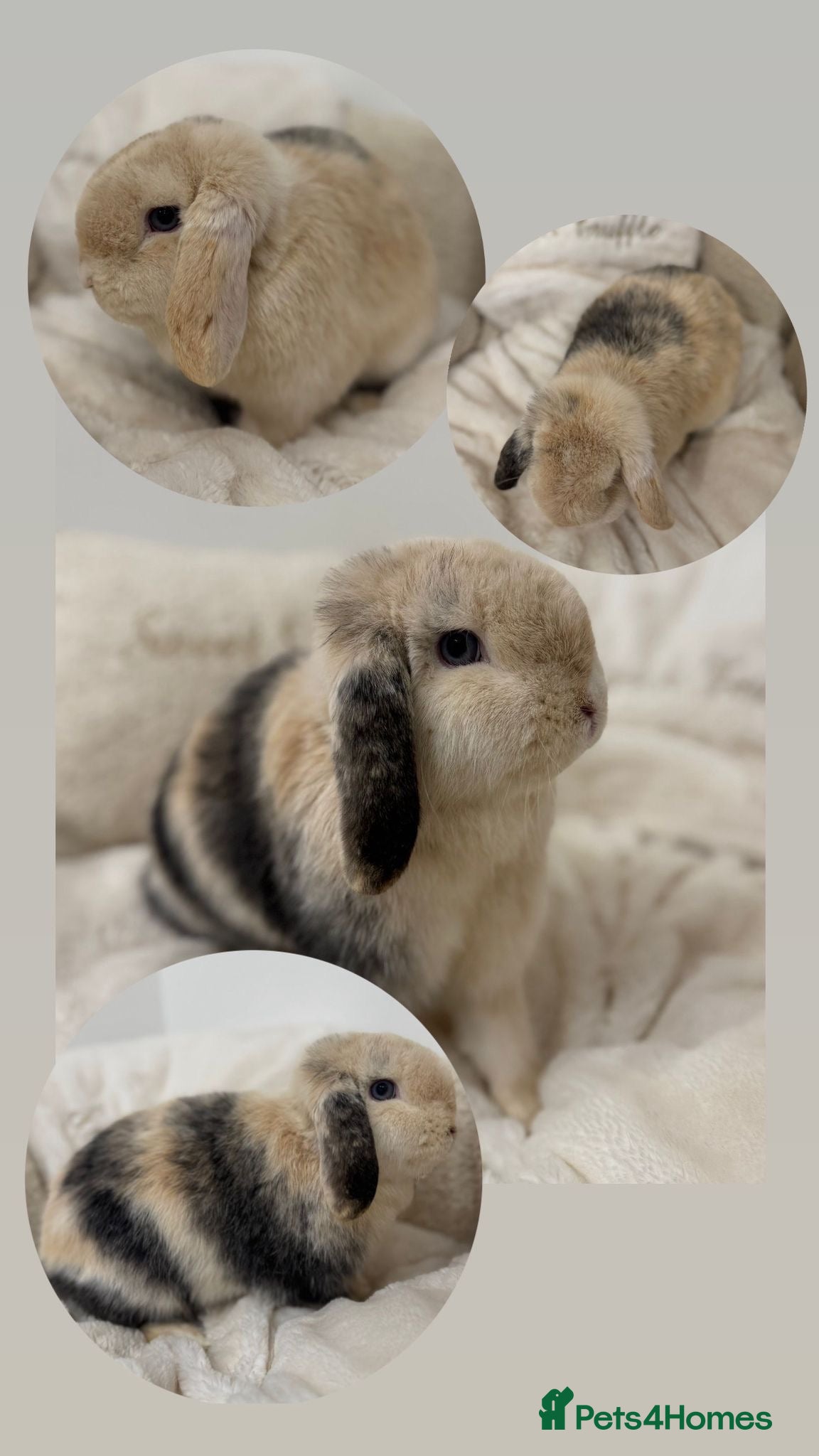 Mini Lop rabbits Black Harli VM Mini Lop Doe - Advert 7