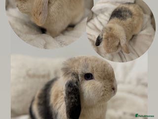 Mini Lop rabbits Black Harli VM Mini Lop Doe - Advert 7