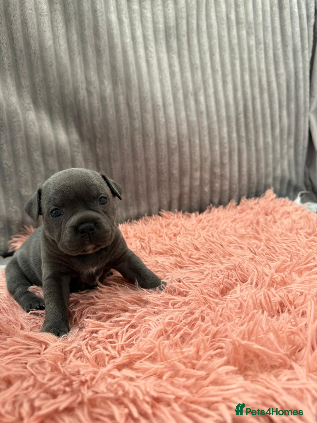 Staffordshire Bull Terrier dogs WORLD CLASS BLUE STAFFORDSHIRE BULL TERRIER PUPS - Advert 1