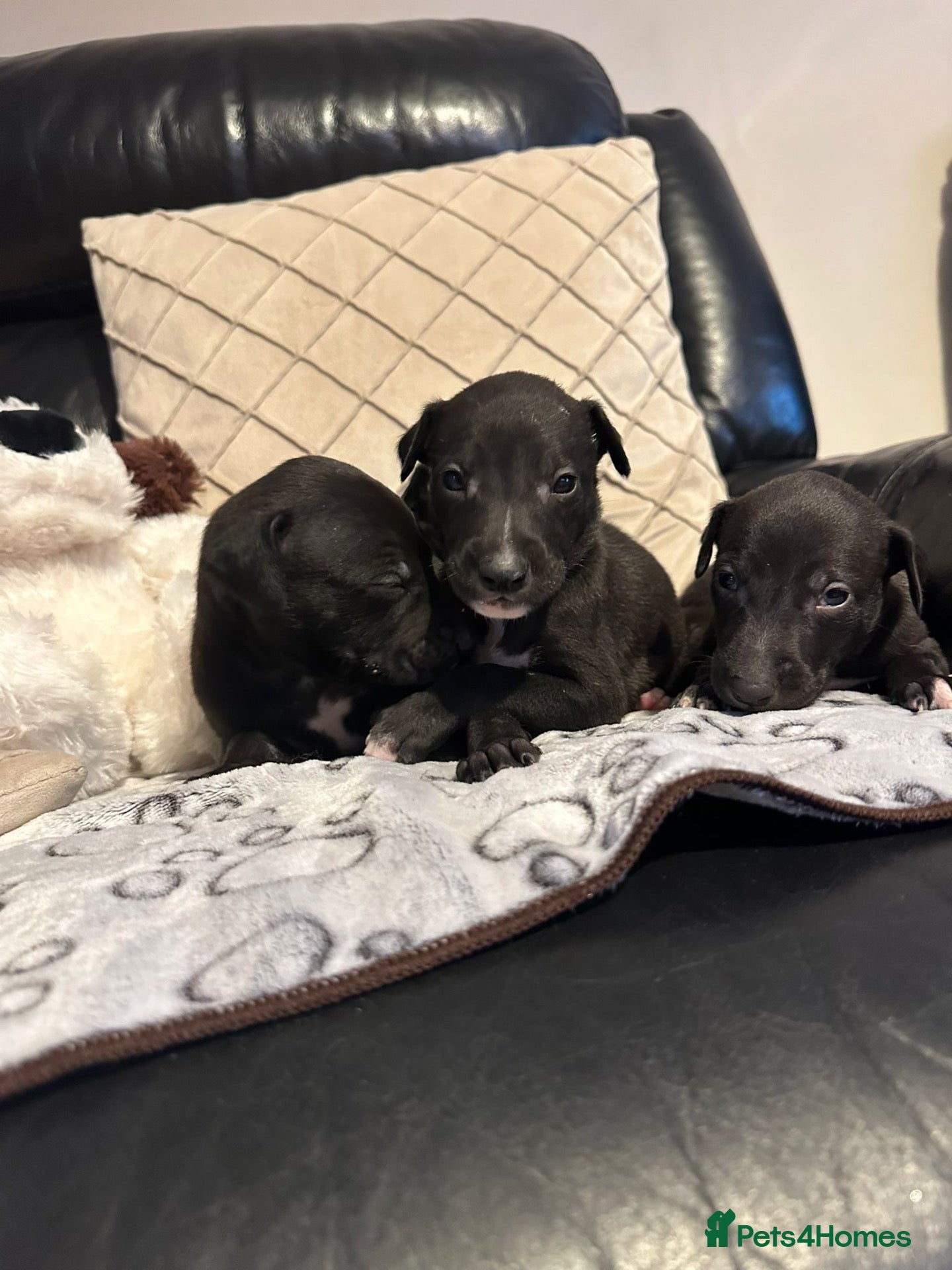 Lurcher dogs Stunning Lurcher puppies  - Advert 14