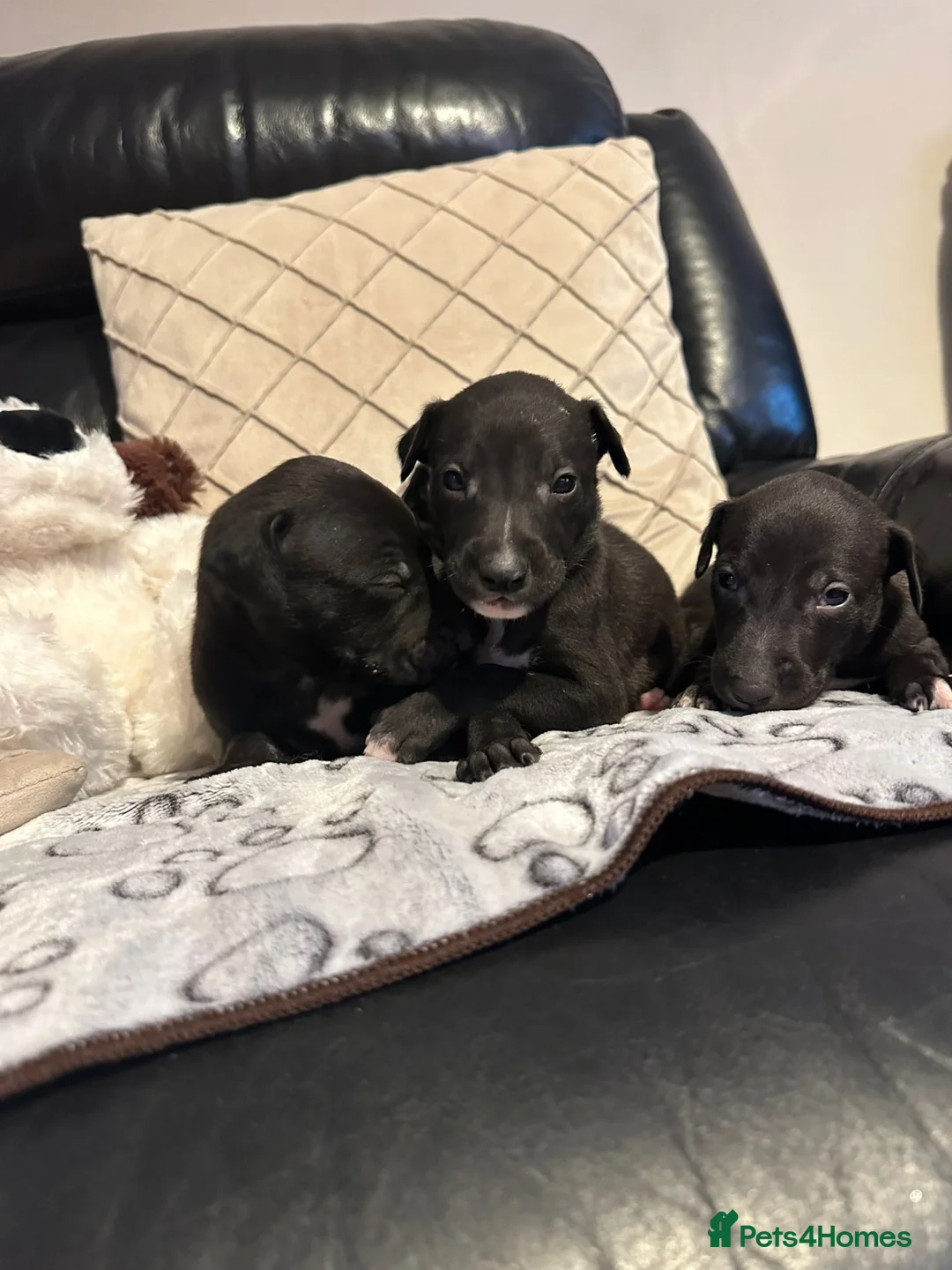 Lurcher dogs for sale: Stunning Lurcher puppies  - Advert 1