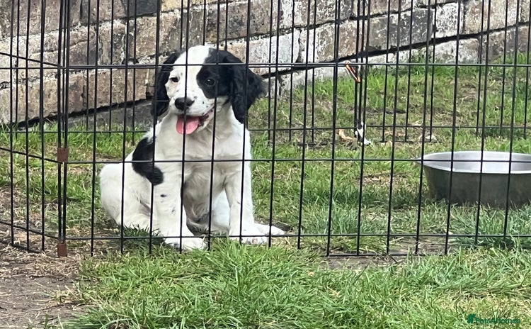 Cocker Spaniel dogs - Advert 3