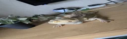 Bearded Dragon reptiles for sale: Looking for good homes. - Advert 8