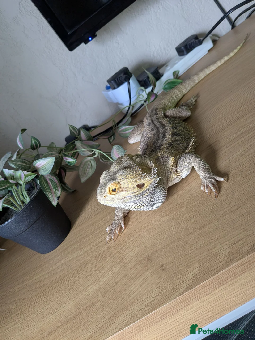 Bearded Dragon reptiles for sale: Looking for good homes. - Advert 8