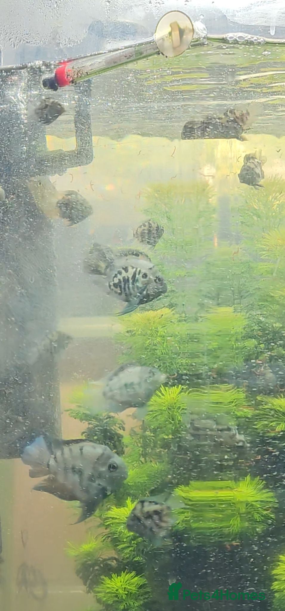 Cichlids fish Polar blue parrot chiclids  - Advert 15