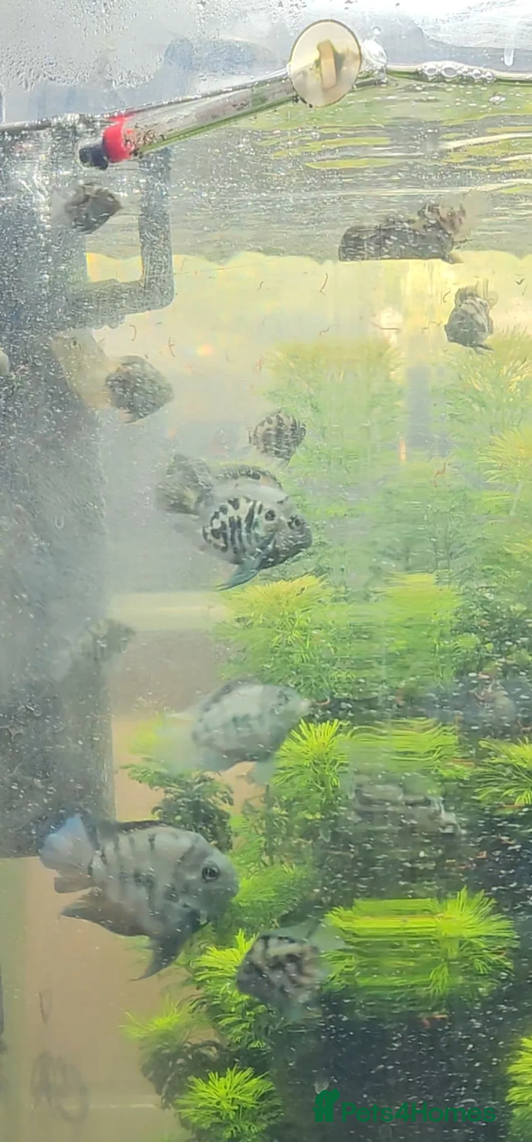 Cichlids fish for sale: Polar blue parrot chiclids  - Advert 1