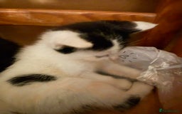 British Shorthair cats for sale: Calico, British shorthair, Persian domestic - Image 4