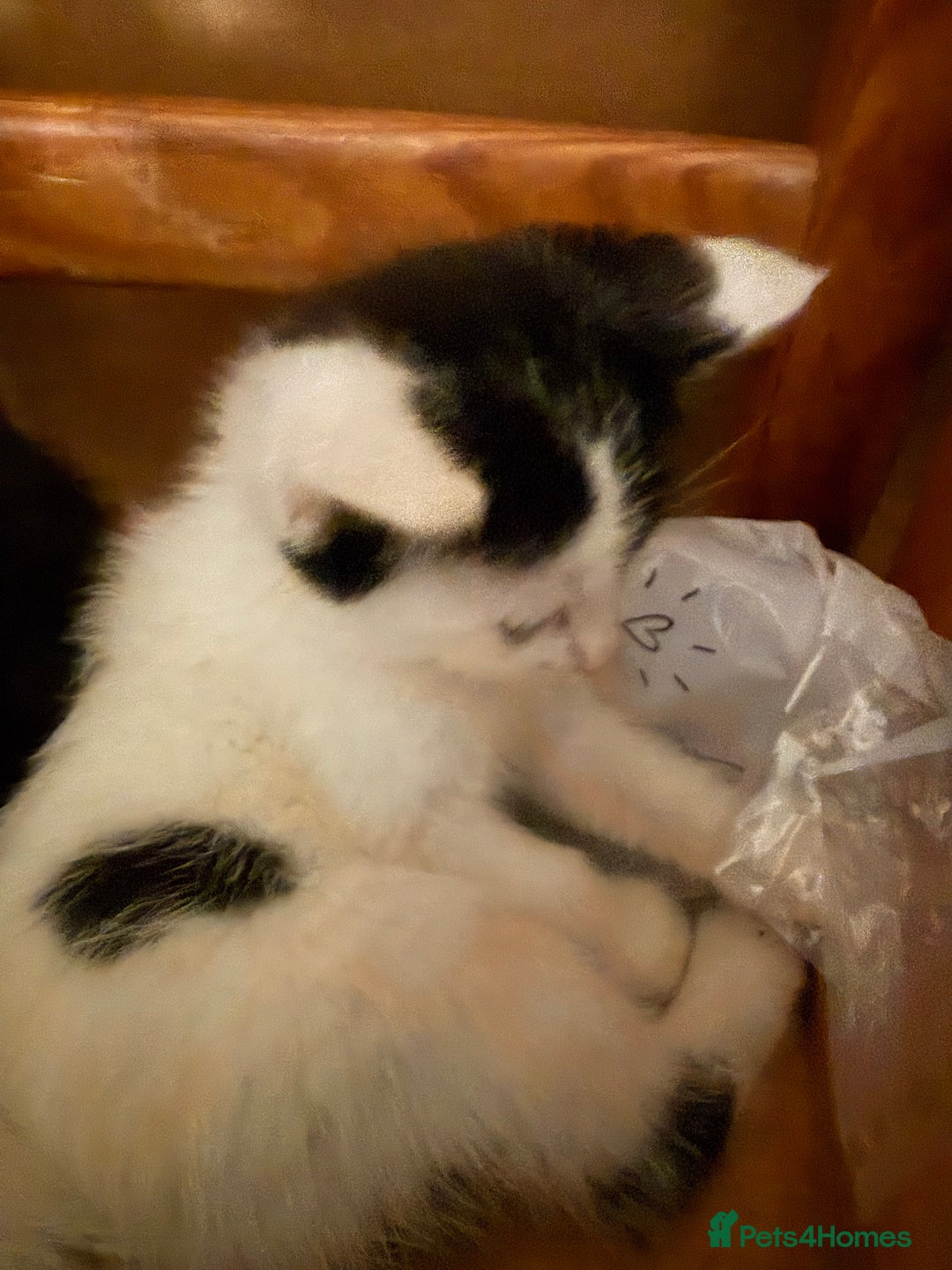British Shorthair cats for sale: Calico, British shorthair, Persian domestic - Image 4