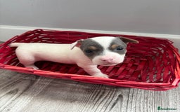 Jack Russell dogs for sale: Miniature Jack Russell’s   - Image 12