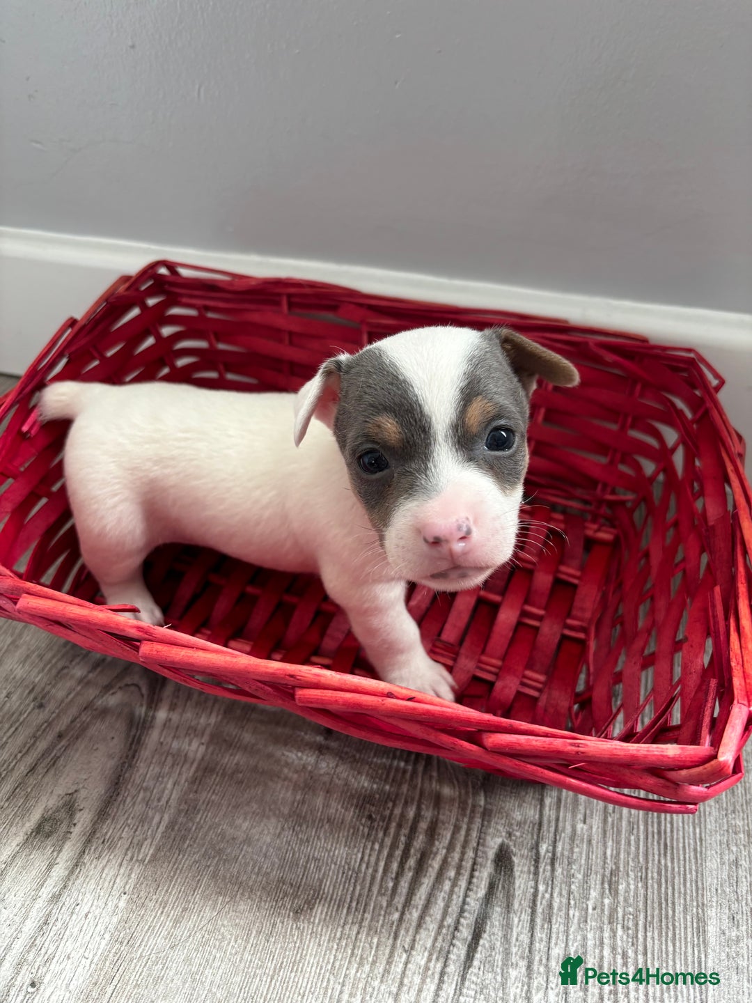 Jack Russell dogs for sale: Miniature Jack Russell’s   - Image 12