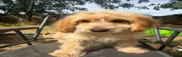 Cockapoo dogs for sale: Gorgeous cockapoo puppies  - Advert 12