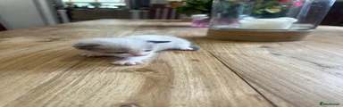 Ragdoll 3