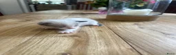 Ragdoll cats for sale: Pure ragdoll kittens  - Advert 5