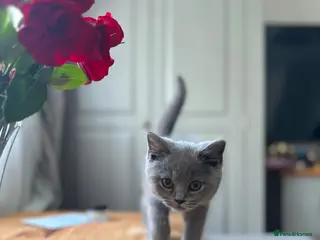 British Shorthair cats Beautiful Pedigree British Shorthair Male Kitten - Advert 1