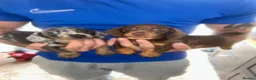 Miniature Dachshund dogs for sale: Kc reg miniature dachshund puppies  - Advert 5