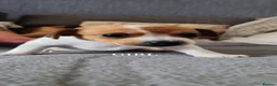 Jack Chi dogs for sale: Jack chi puppies  - Advert 11
