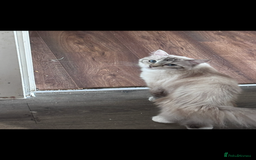 Ragdoll cats for sale: Seal tabby mitted ragdoll - Image 2