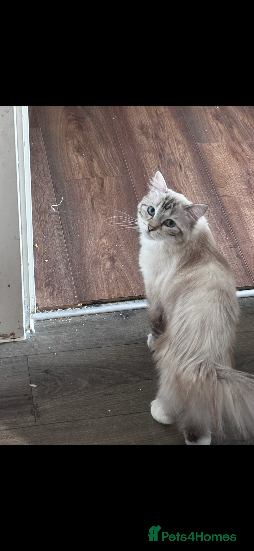 Ragdoll cats for sale: Seal tabby mitted ragdoll - Image 2
