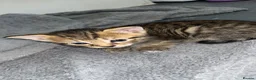 Mixed Breed cats for sale: 4 tabby kittens  in Leeds - Advert 10
