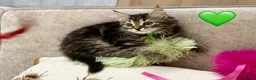 Siberian cats for sale: Hypoallergenic, fluffy beautiful healthy Siberians - Advert 4