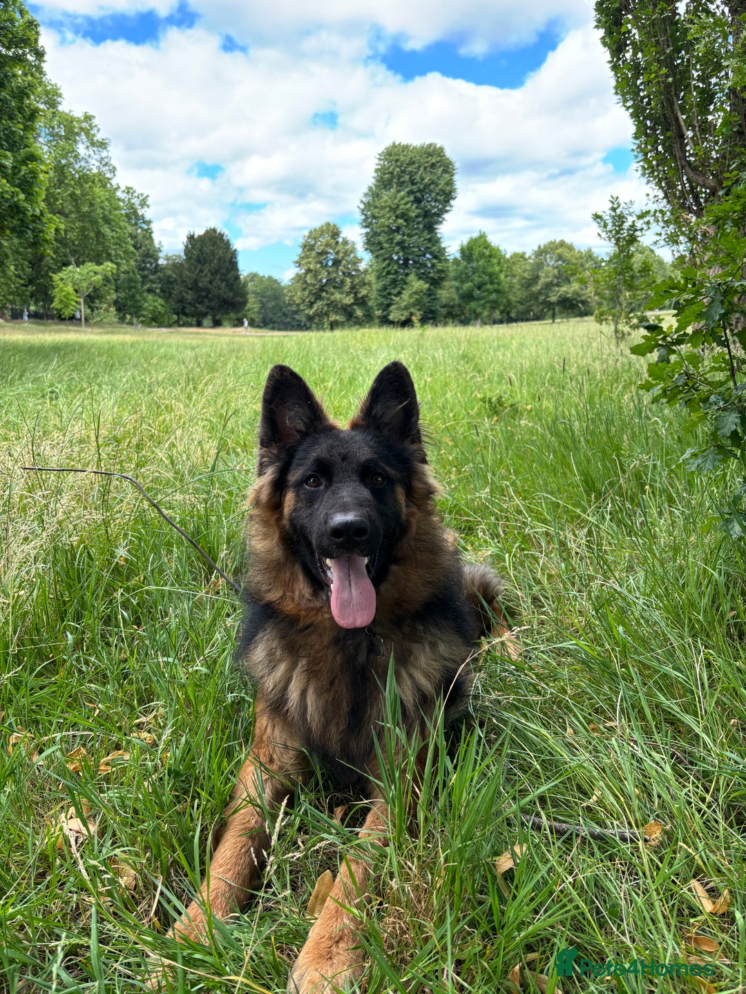 German Shepherd dogs for sale: Rehoming 1 Year Old Male German Shepherd - Advert 22