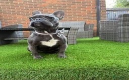 French Bulldog dogs for sale: French bulldog. - Image 3