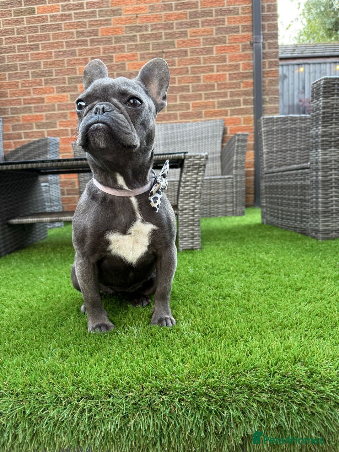 French Bulldog dogs for sale: French bulldog. - Image 3