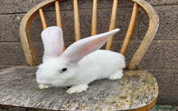 Continental Giant rabbits for sale: Pure breed continental giant female  - Image 13