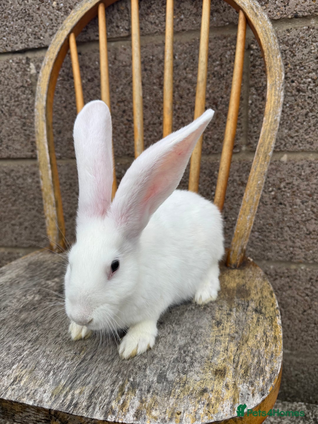 Continental Giant rabbits for sale: Pure breed continental giant female  - Image 13