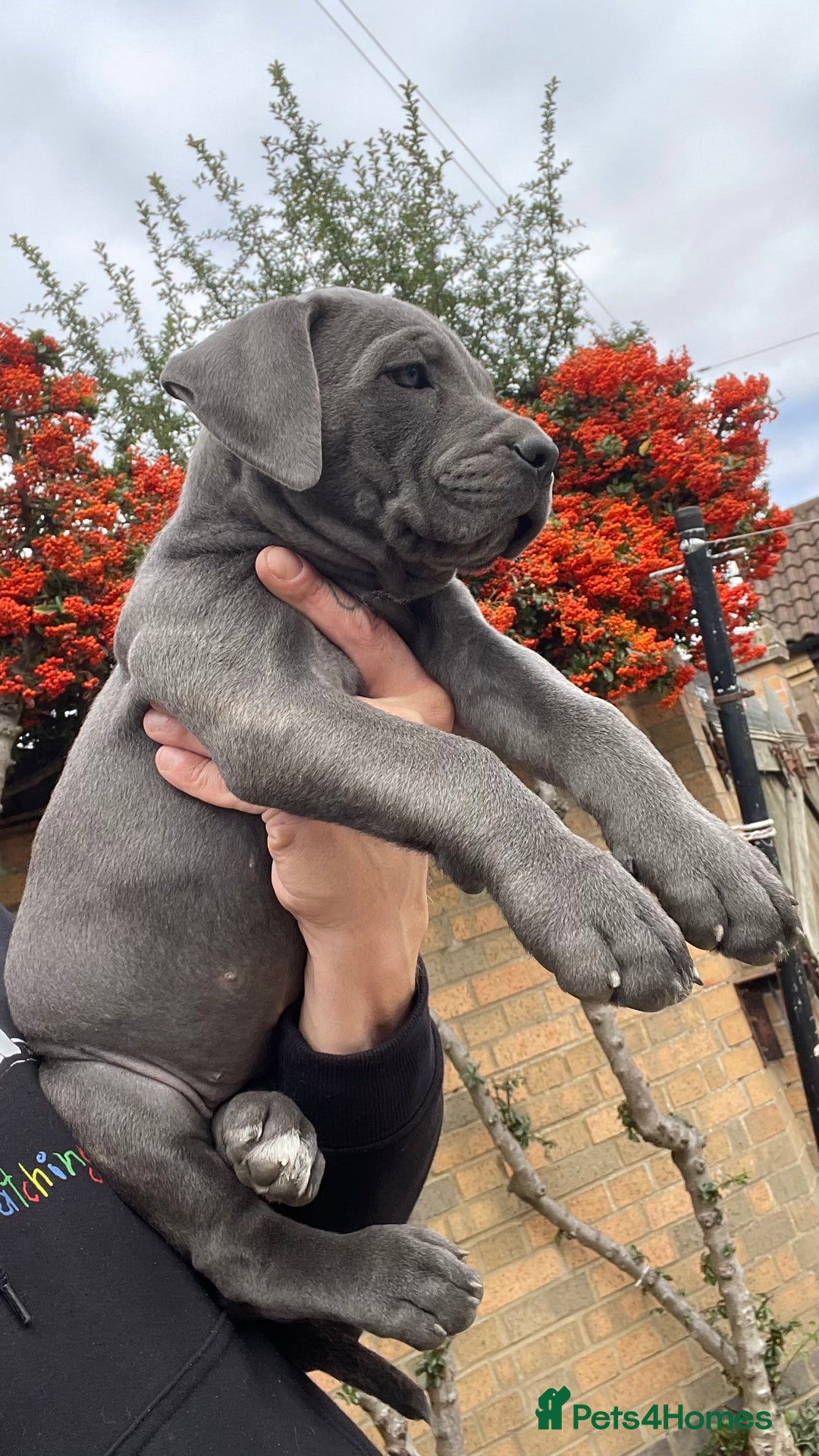 Cane Corso dogs for sale: Cane corso puppies 9 weeks old - Image 16