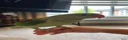 Parrots birds for sale: Playful hand reared Alexandrine  - Advert 3